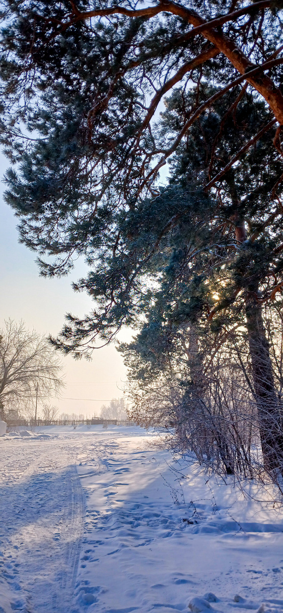 Морозный день