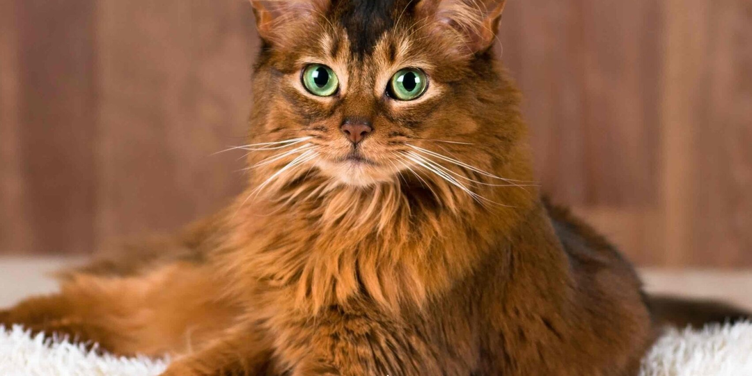 Можно ли испортить отношения с кошкой — и как это происходит незаметно