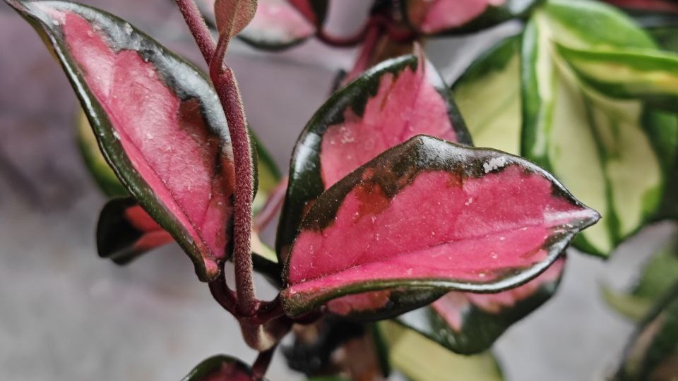 Доброе воскресное утро