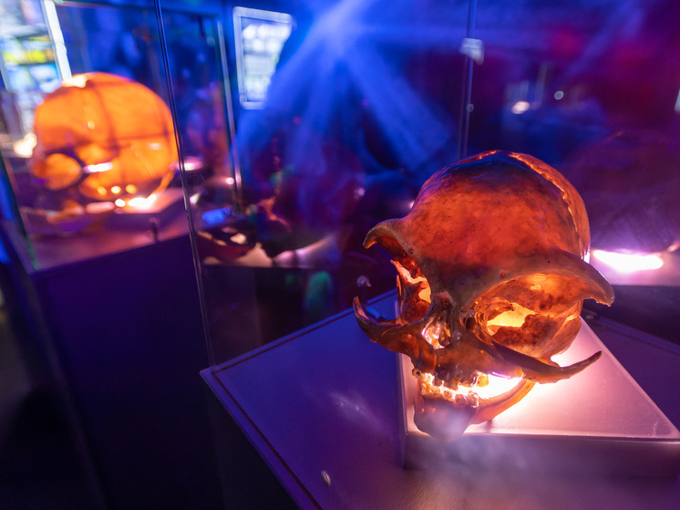     Komsomolskaya Pravda\Global Look Press