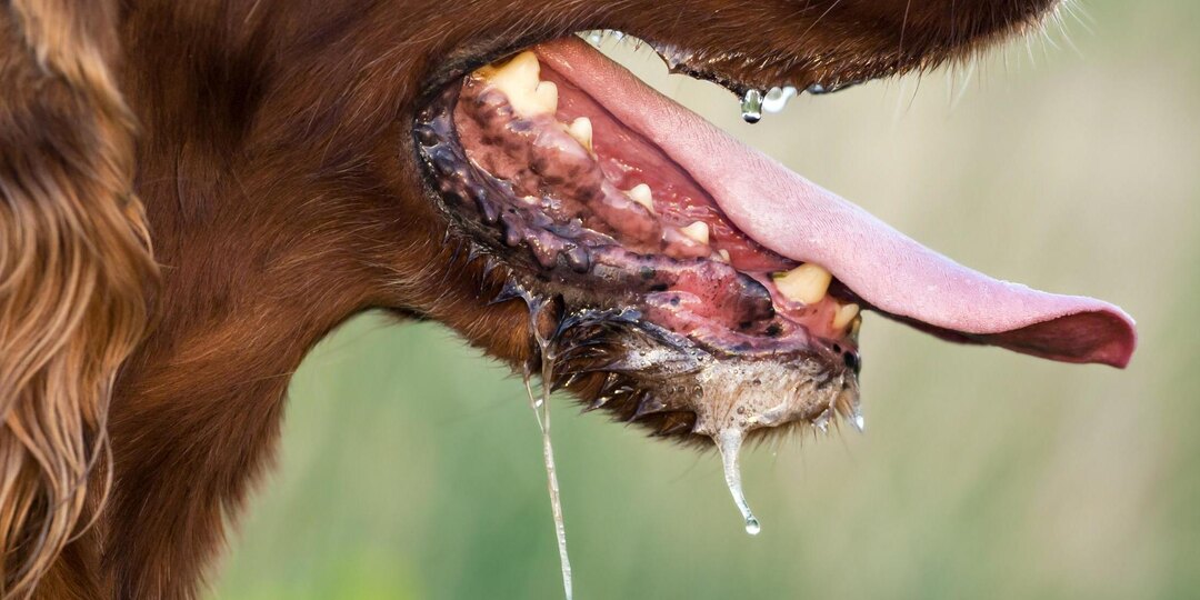 3 дня после укуса — и уже поздно. Ветеринар показывает первые признаки бешенства
