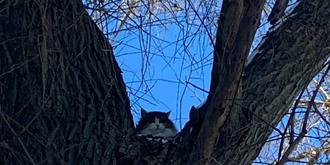 Бездомный кот примёрз к дереву задними лапами в Липецке