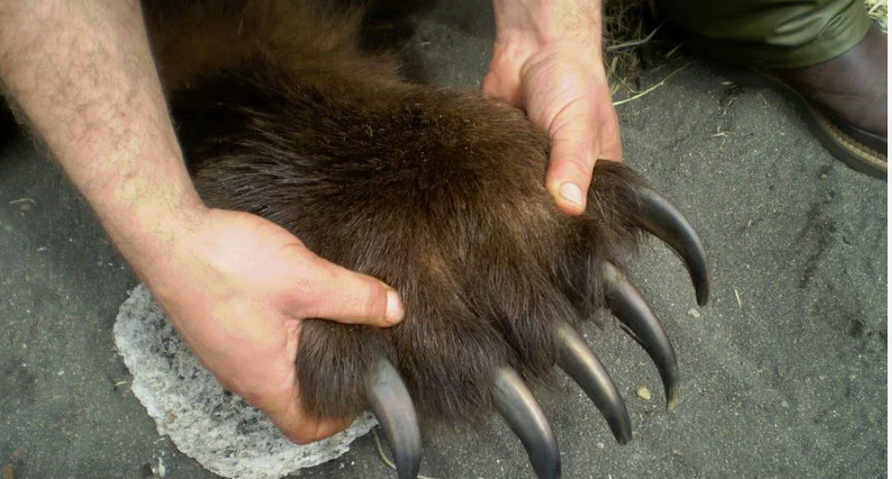 Медвежатник рассказал, что будет если медведь когтями по пузу вам и почему в кино это показывают как просто царапину