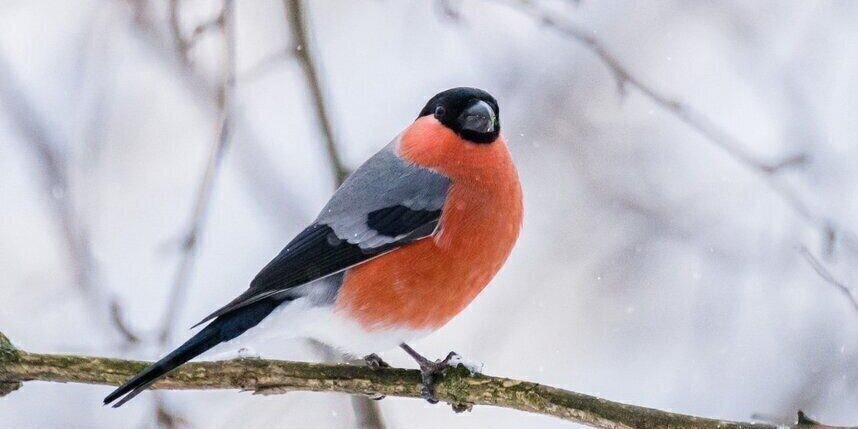    Алёна Бобрович