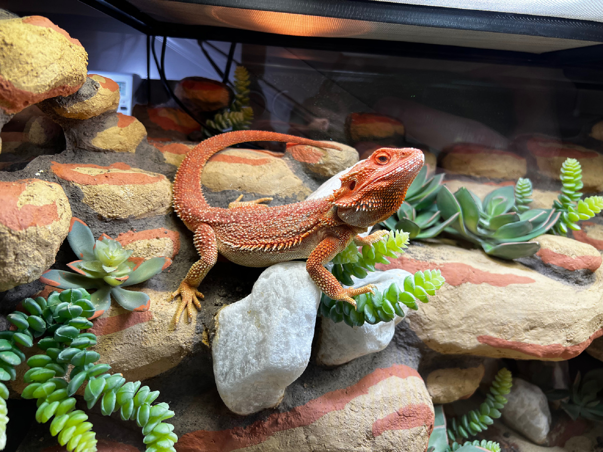 Дроган в террариуме