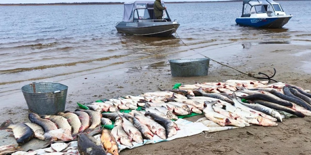 Нормы вылова рыбы в 2026 году: подробный гид для рыбаков