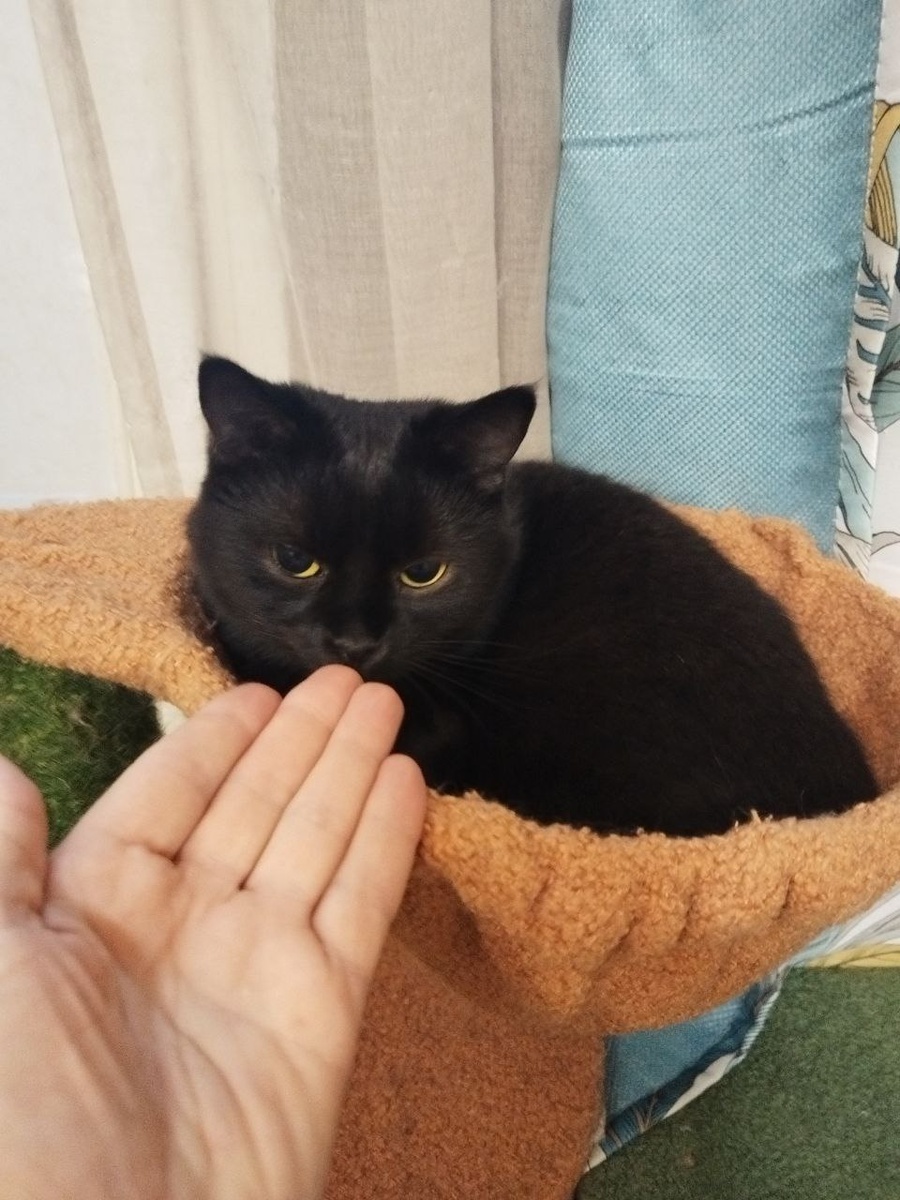 Я теперь не убегаю, а ручки нюхаю, хотя Наташка, наверное, хочет чтобы я их целовал. Ага! Щас!