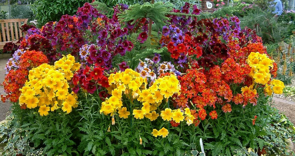 С этими безумно красивыми цветами ваша клумба будет цвести всё лето