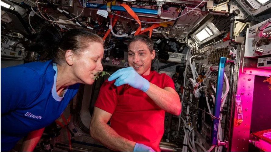 Фото 2. Астронавты NASA Шэннон Уокер и Майкл Хопкинс наслаждаются ароматом свежесобранных листьев растений, выращенных в космосе.