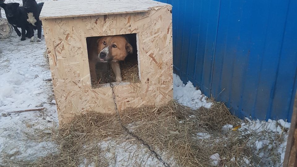Зима, холод, а жизнь собачек приюта Ананда продолжается