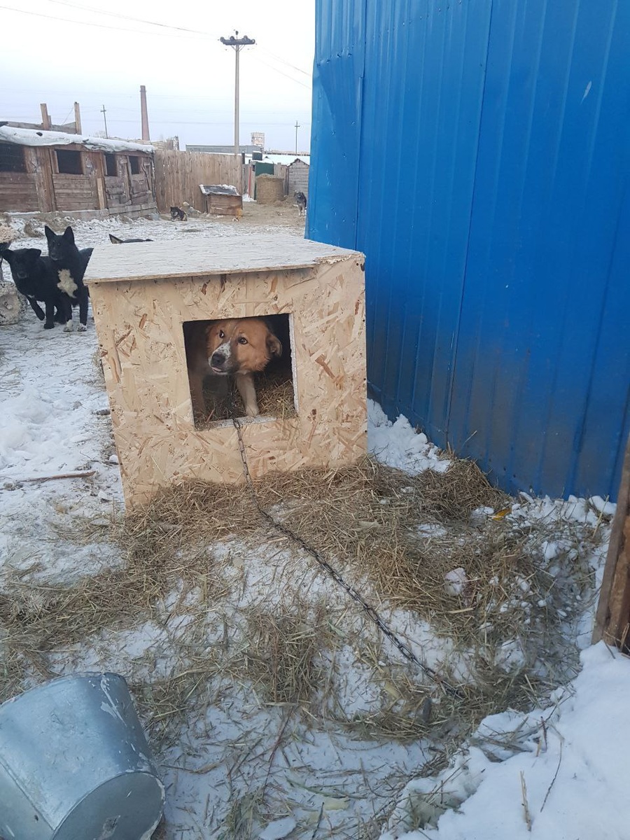 Раз в неделю, в свой выходной, в приют приезжает Алексей, бесплатно делает будки для собак. За день получается сделать две будки. Будки утепленные, прочные, это очень хорошая помощь собакам.