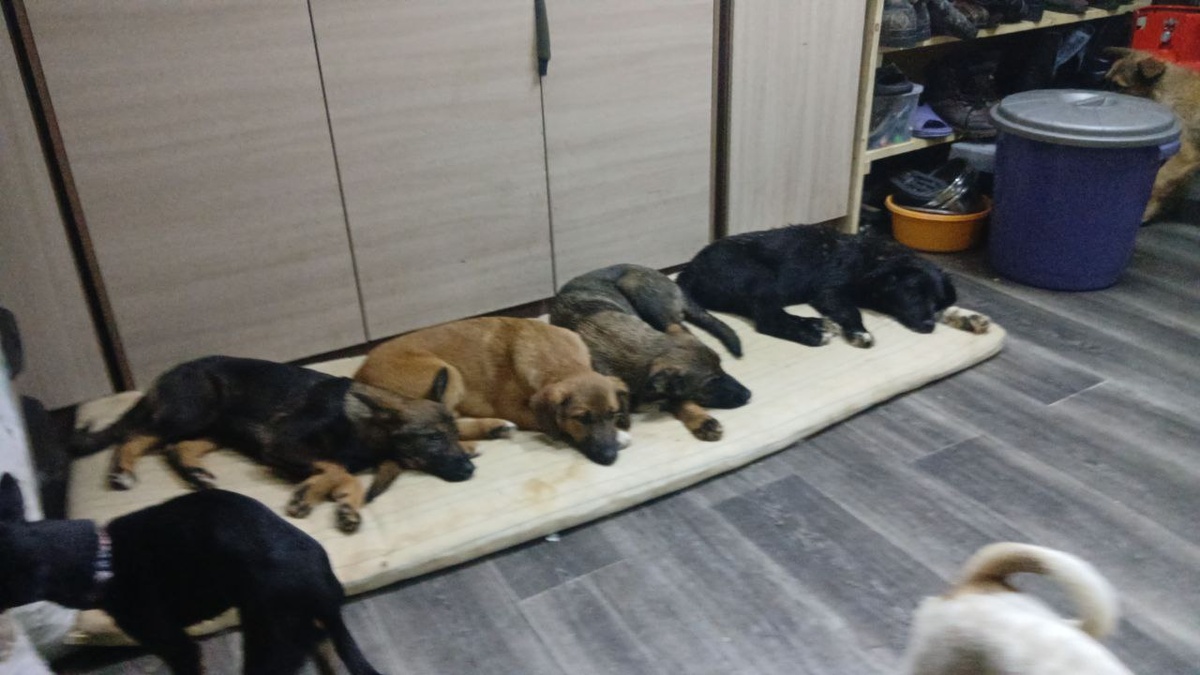 Собачки, проживающие в служебном помещении приюта Ананда, дружно отдыхают