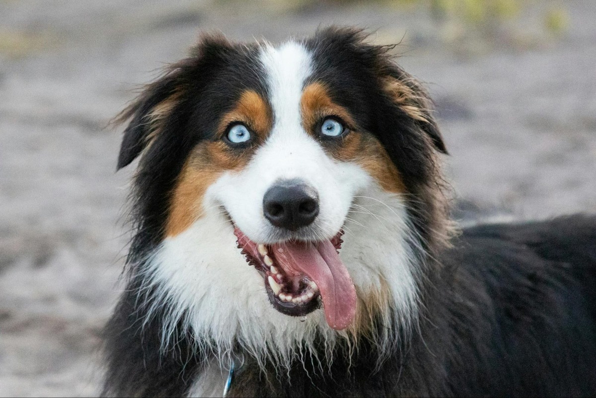    Если у собаки гноятся глаза, обратитесь к ветеринару для назначения лечения