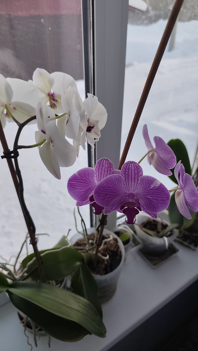 Это мама орхидеи выращивает