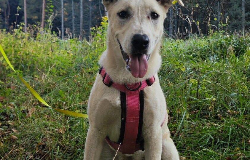 Ищет дом Белла, девочка , 9-10 месяцев, стерилизована