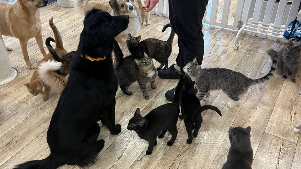 Кушать хотят все🐈 🐕