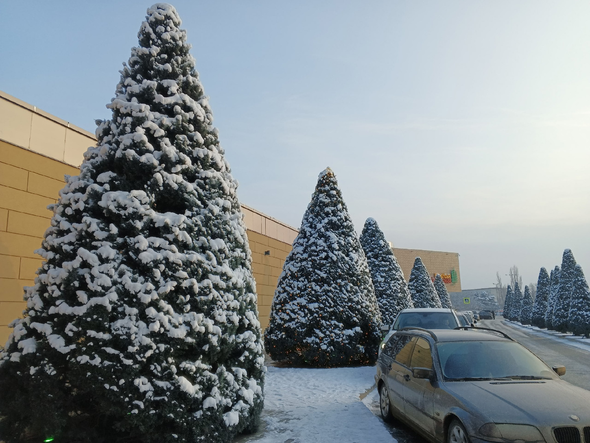 Ровный ряд кипарисов. Фото Галины Малышевой.