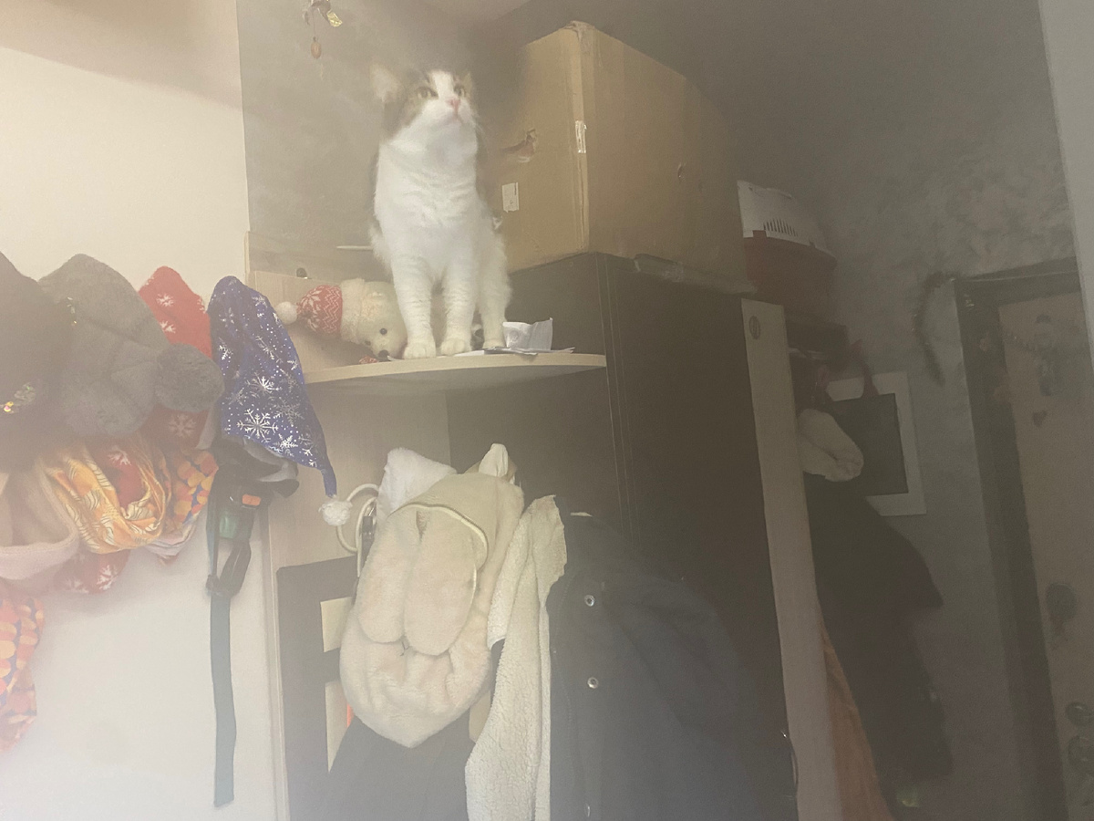 А сверху за Феней ещё и Багира 🐈‍⬛ это он к в гости-то полез 😽