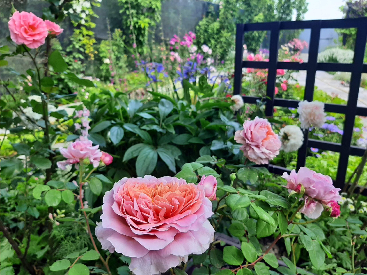 Eisvogel в контейнерах 2 фото