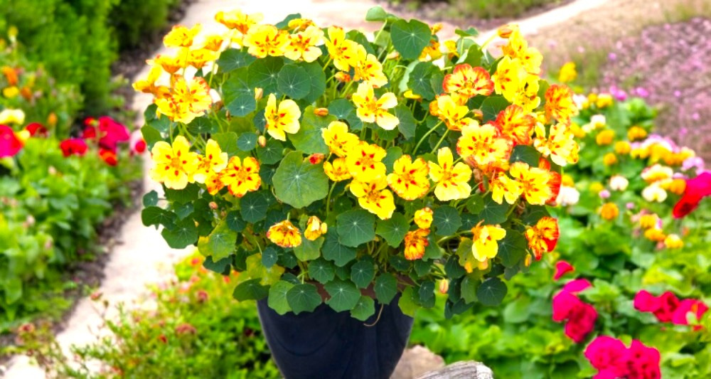 Съедобные цветы, которые можно вырастить прямо дома в горшке: красота + польза на подоконник