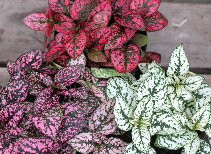 Топ-10 домашних растений безопасных для питомцев