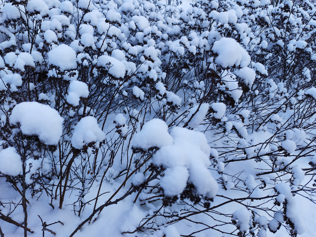 Январский снег в Нижнем Новгороде. Фото моë