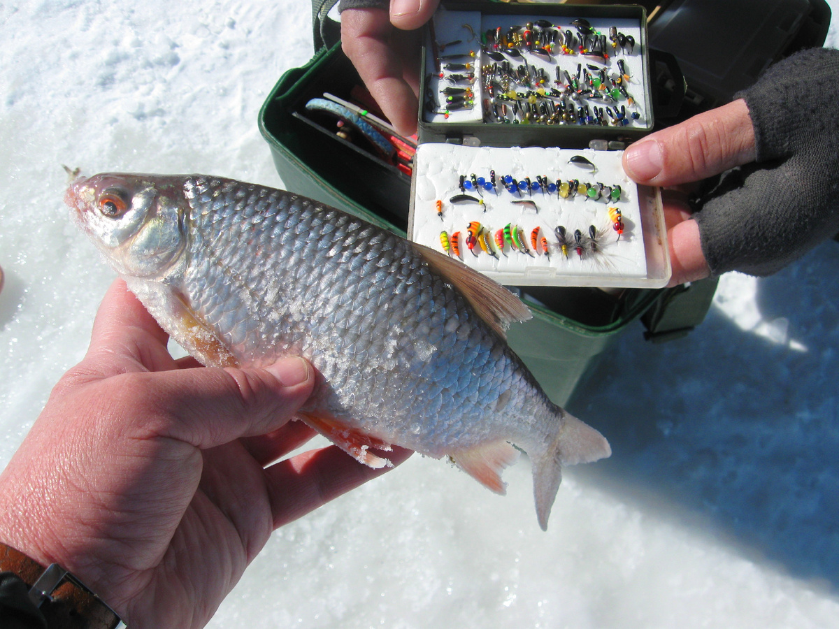 Сорога предпочла серебро