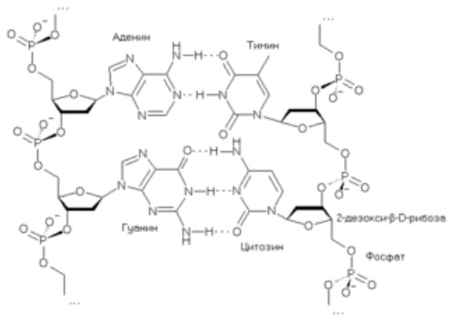 Соединение между собой 2-х цепей ДНК через азотистые основания (2).