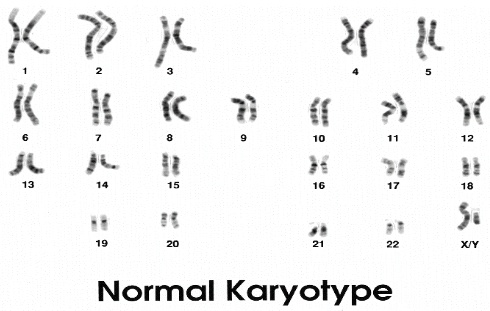 Хромосомы человека (1)