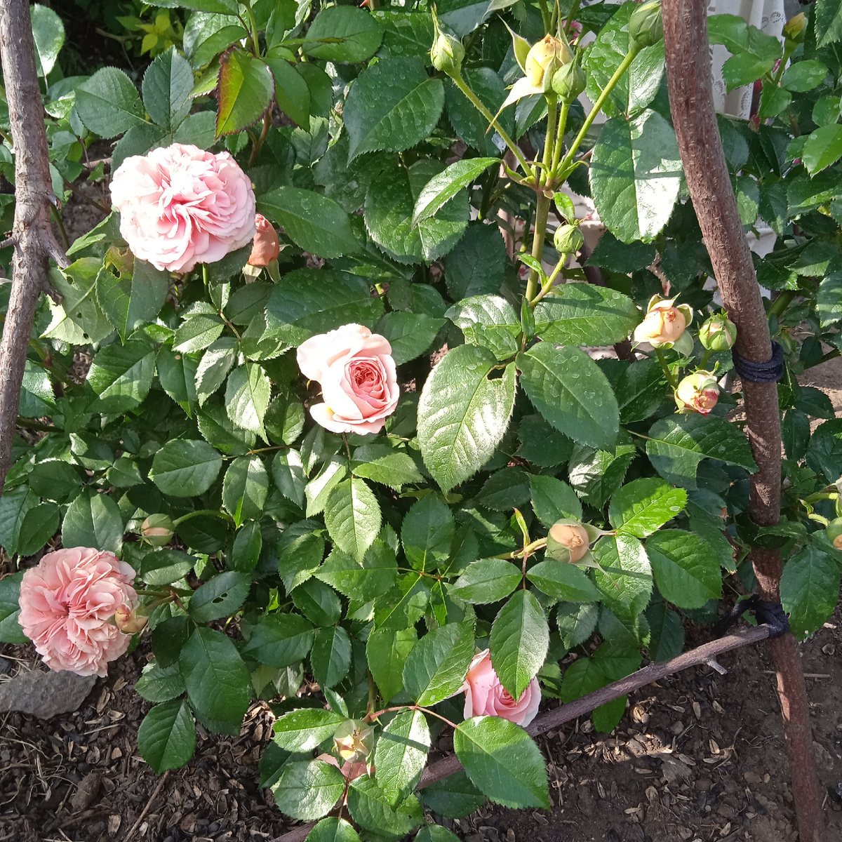 Чиппендейл в мае