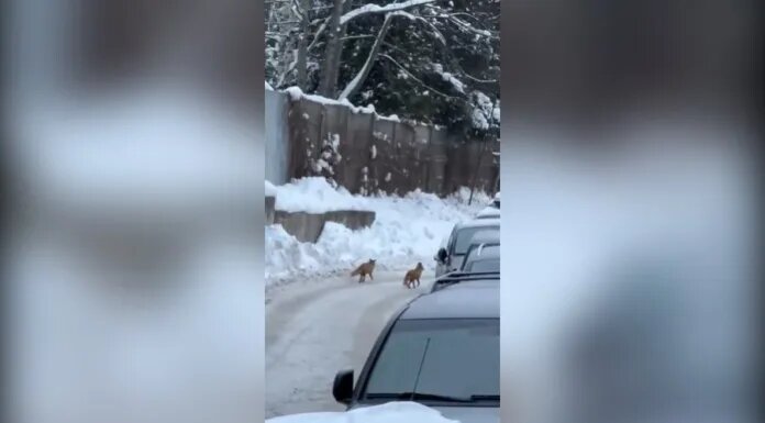    Скриншот с видео Михаила Леуса / https://t.me/weather_from_chief/9239