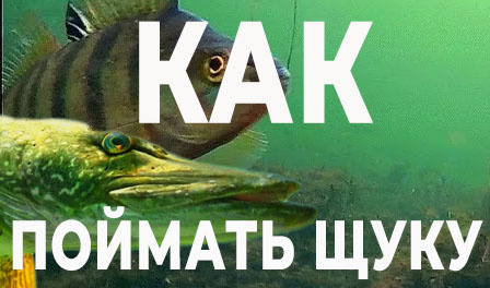 как точно поймать щуку - полная инструкция