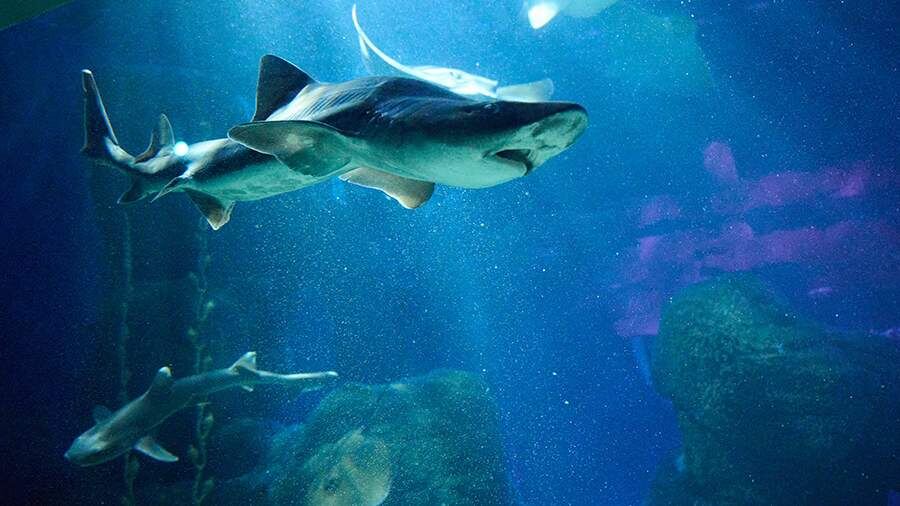    Фото: TASS/Annette Riedl