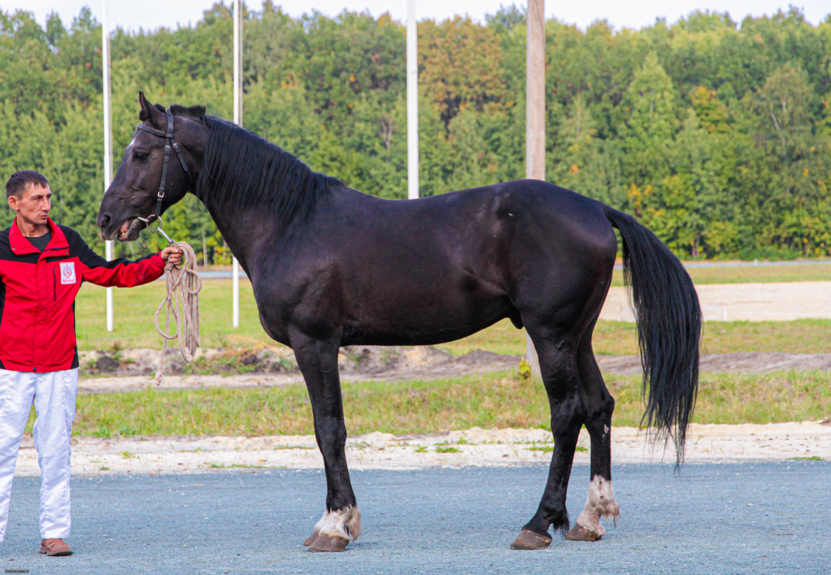 Орловский жеребец Наследие семьи