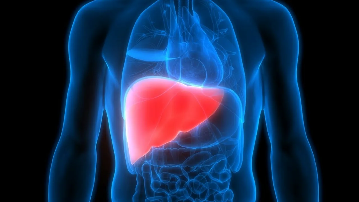 Печень один из самых важных "фильтров" в нашем организме