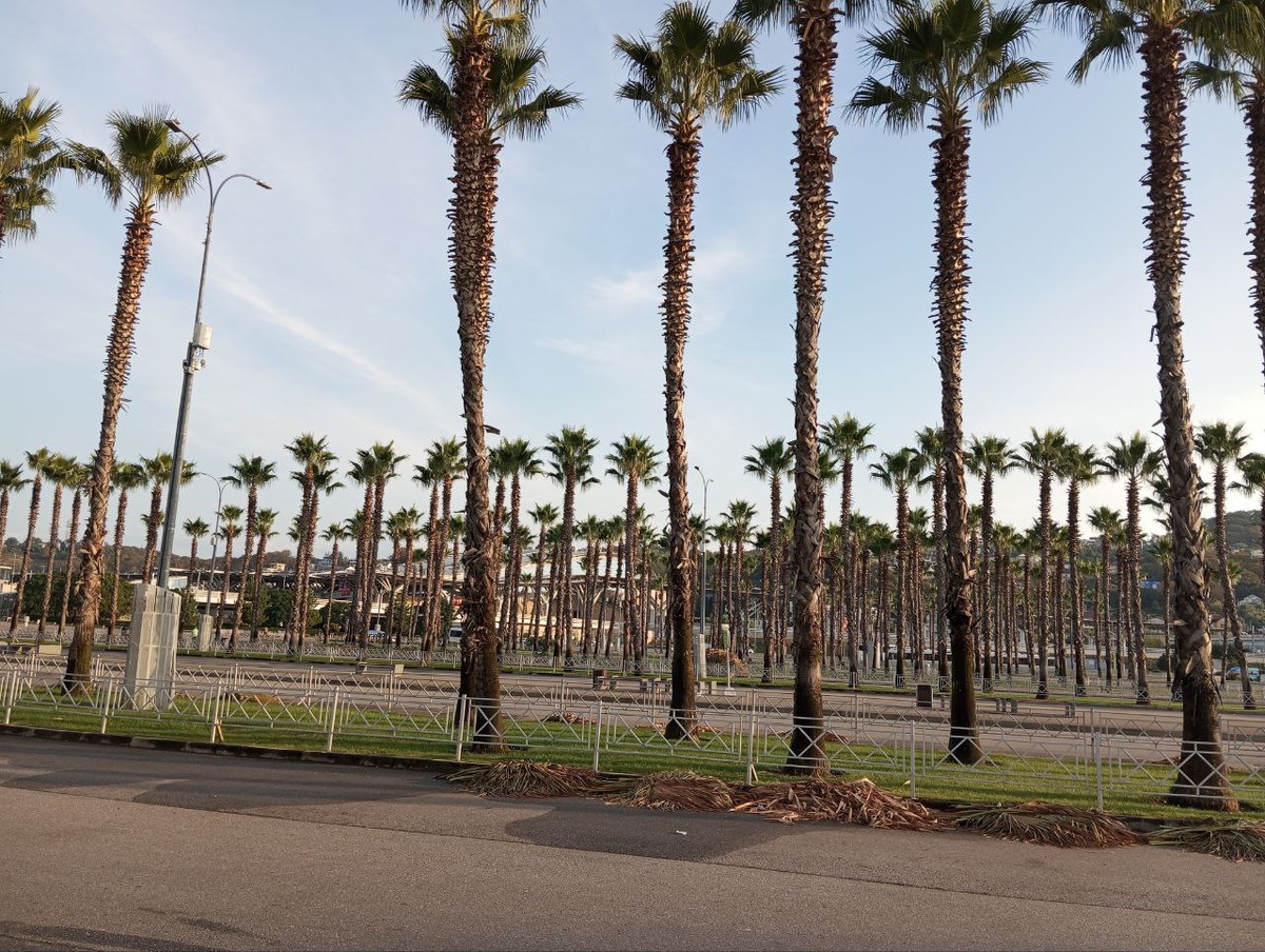 Архивная фотка пальм с телефона автора, потому как фоткать бюджетные категории - такое себе, они некрасивые