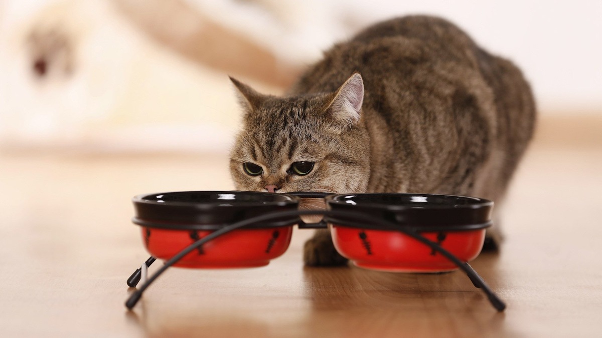    Кошки часто закапывают еду в миске, повинуясь древним инстинктам