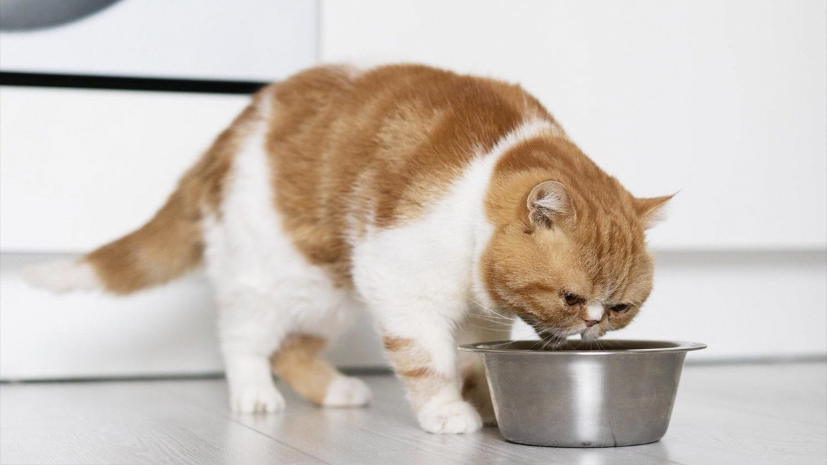    Если кошка часто закапывает еду в миске, ее можно от этого отучить