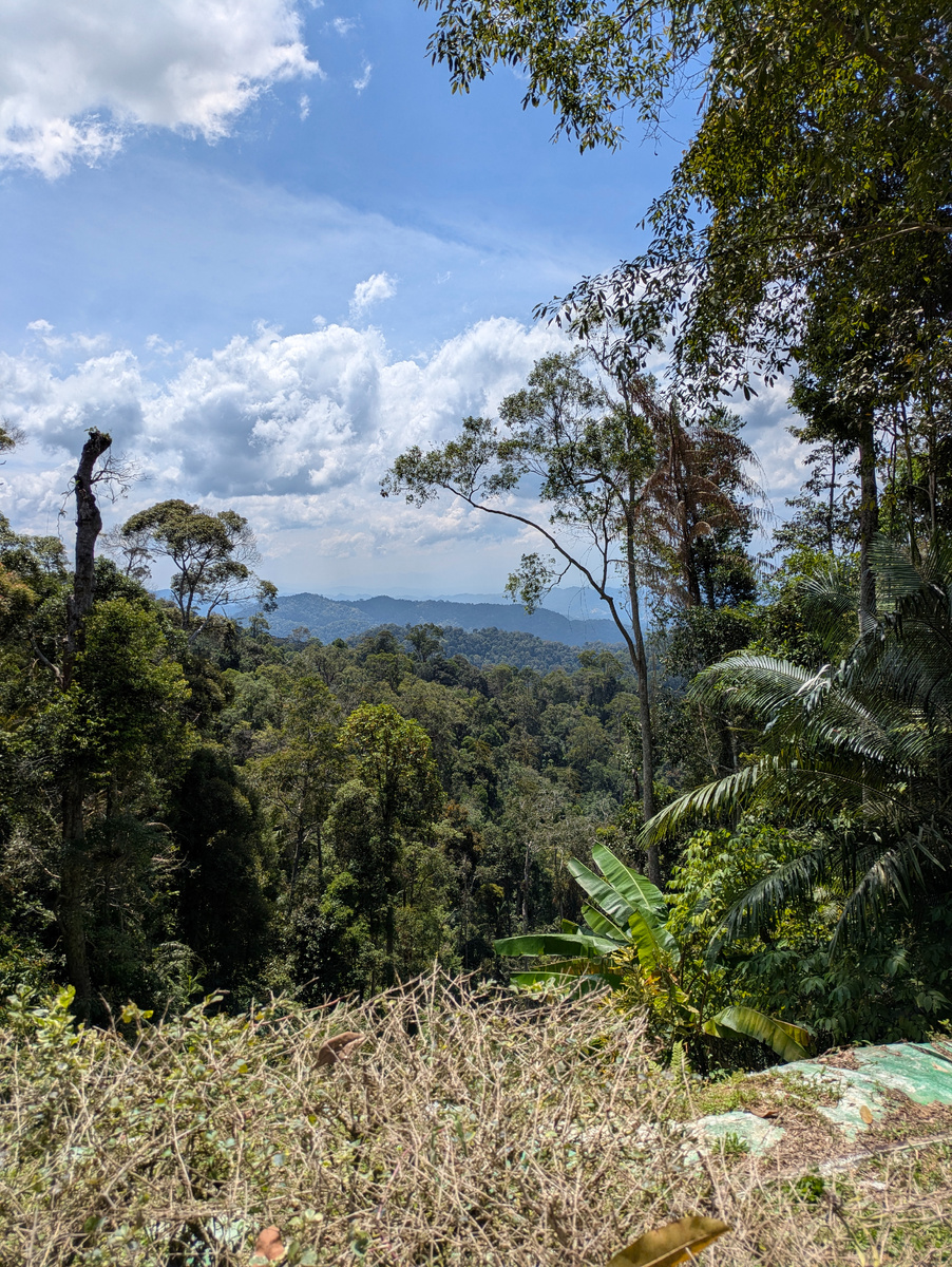 Хотя жары и зелени очень много в странах с произрастающим кофе.