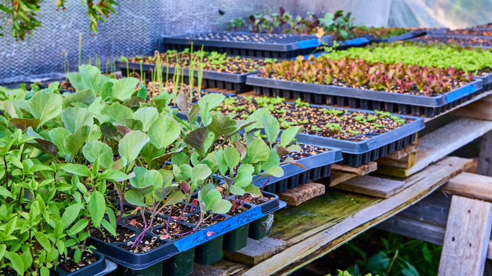 Выращивание рассады из семян в домашних условиях. Фото: shutterstock.com

