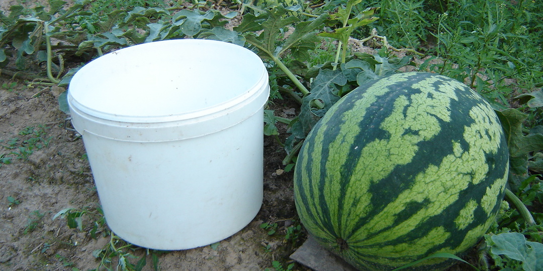 Арбуз Бочка мёда ушел в историю!