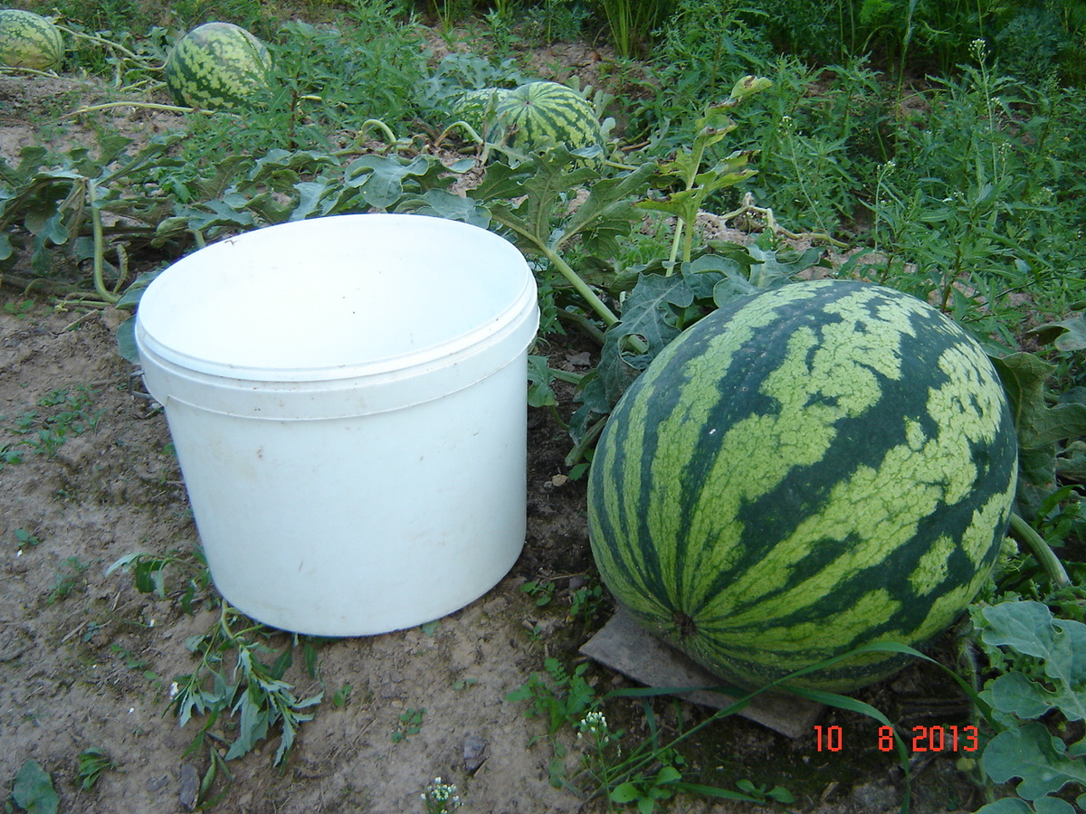 Бочка меда и двенадцати литровое ведро. Ведро здесь конечно же не случайно, а для того, чтобы зрительно оценить размер данного арбуза.