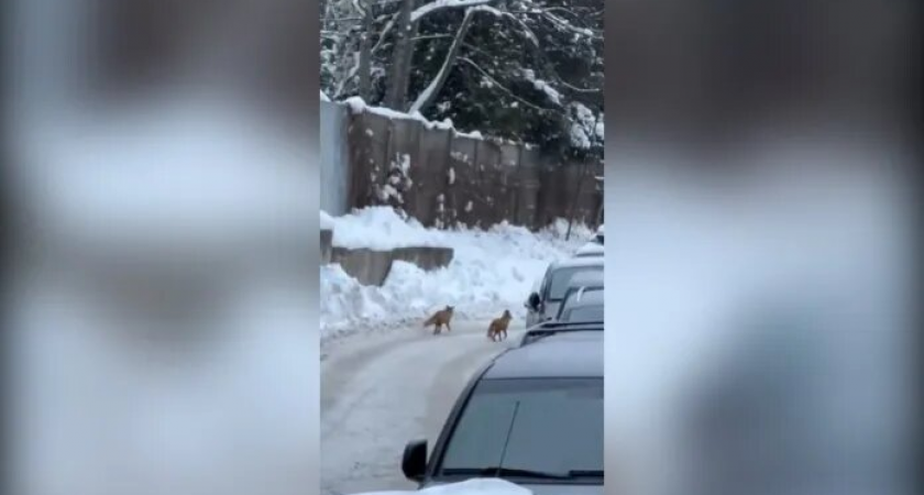    Скриншот с видео Михаила Леуса / https://t.me/weather_from_chief/9239