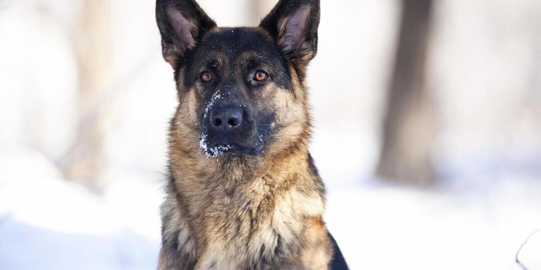 В Ленобласти с начала года находят брошенных породистых собак
