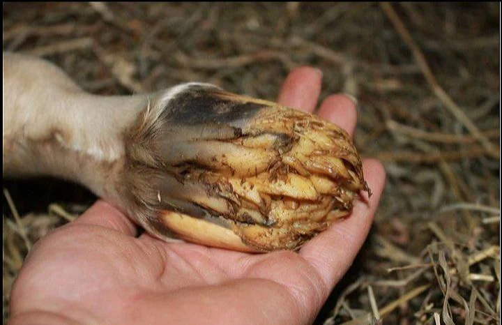 От сердца и почек, из родовых путей цветочек!