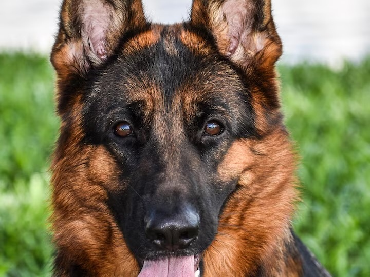 Немецкая овчарка. Что полезно знать об этой породе?