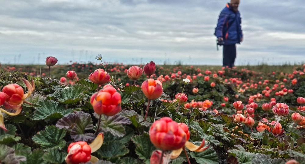 Морошка - это вам не малина. Почему эта ягода годами не гниёт и как северяне хранили в ней мясо без холодильника
