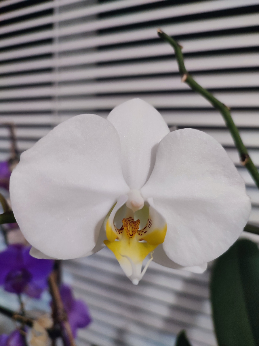 Моя любимица, белая орхидея