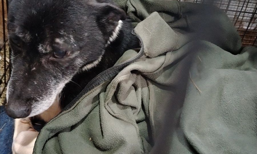 Морозы, нужды приюта, надежда 🙏❤️