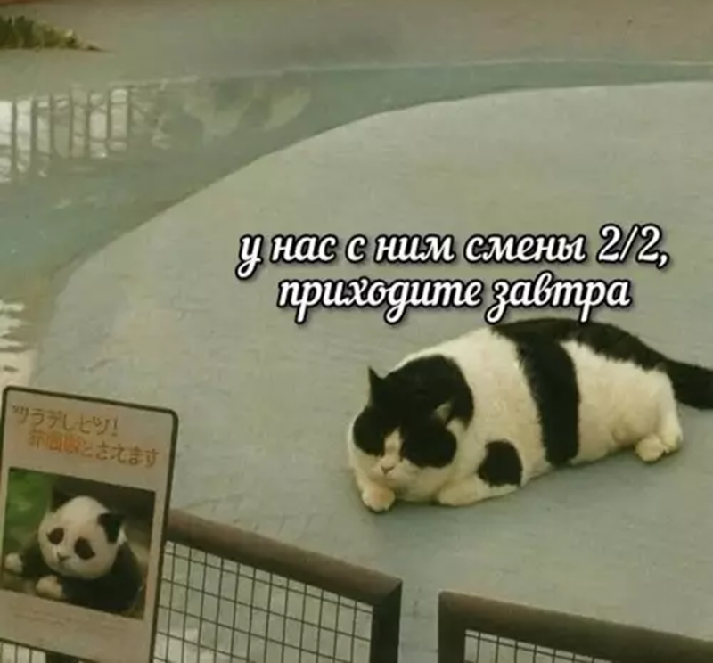 -А чем Вы, собственно, недовольны? Да я больше панда, чем панда!